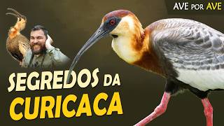 Miniatura do vídeo