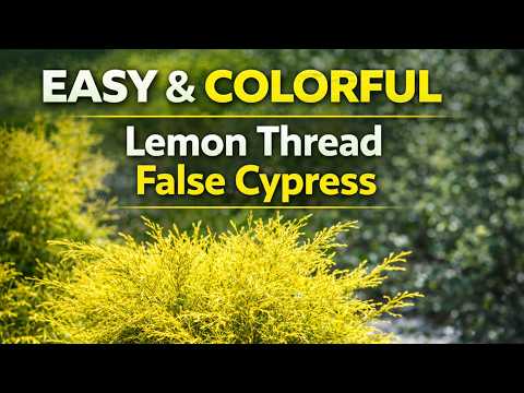Lemon Thread Plant