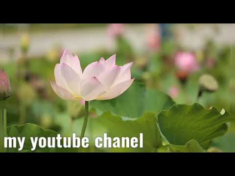 Video of flower blooming and dancing of lotus in the wind