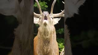 Alter Hirsch brüllt mich an! #rotwild #brunft #hirsch