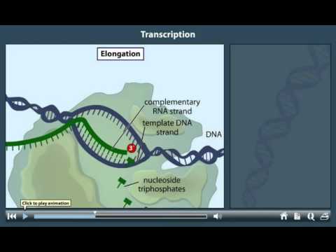 Transcription  Animation