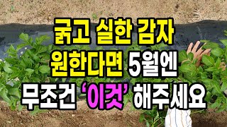 굵고 실한 감자 원한다면 5월엔 무조건 '이것' 해주세요
