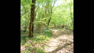 Bluebell Woods at Angmering Park, near Worthing, West Sussex UK