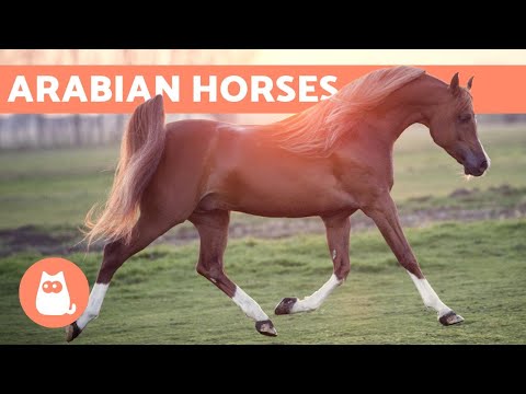 Arabian Horse - Origin, Characteristics and Temperament
