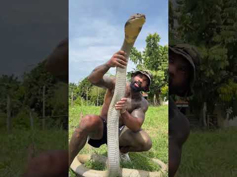 The largest king cobra on the planet Shenlong 🐲