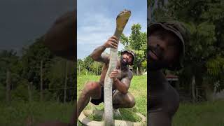 Download lagu The largest king cobra on the planet Shenlong π² mp3 Download lagu The largest king cobra on the planet Shenlong π² mp3