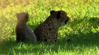 preview picture of video 'New Cheetah Cubs at Breeding Facility - Cincinnati Zoo'