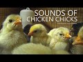 Chicks Sounds - Little Chicken Sounds - 4 Hours and 30 Minutes