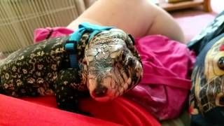 Harness training a tegu