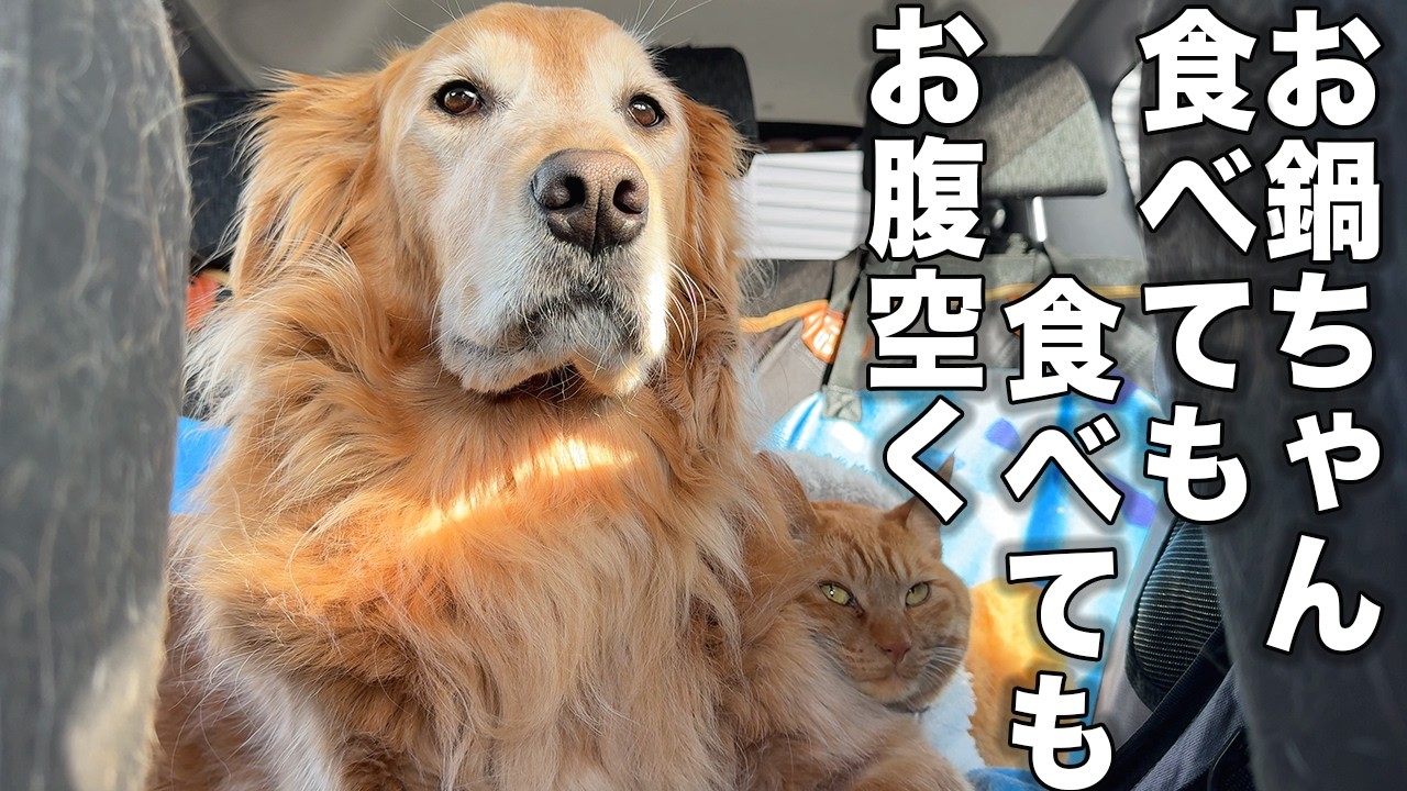 【仲良しワンニャン】お鍋が欲しすぎて暴れ狂う愛犬が愛おしいw
