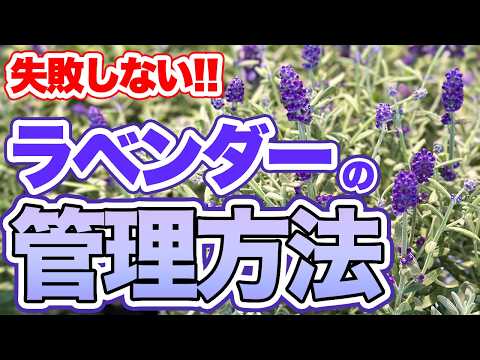 温室のウィンターガーデンをセットアップする方法: 緑のコーナーを作るためのインスピレーションあふれるアイデア  庭園