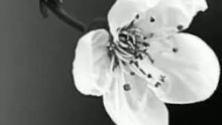 No way♥️tyml♥️Toni Braxton