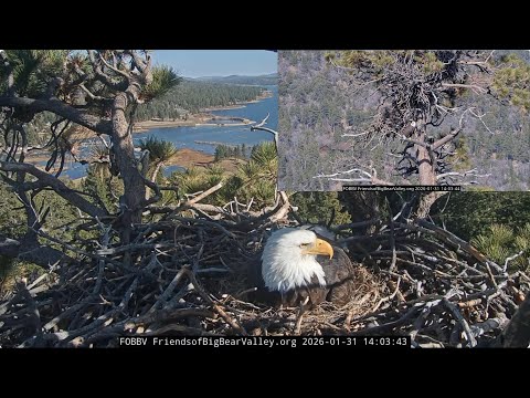 Jackie and Shadow, afternoon and evening of January 31st 2026 @FOBBVCAM