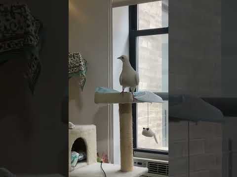 Nova, an adopted Pigeon in New York, NY_image-1