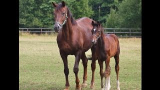 Video von Jazz Queen