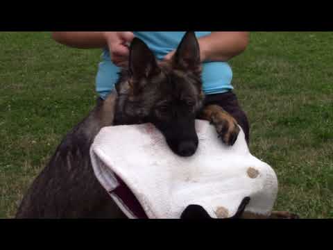 Asha Fatymona - protection training - 7 months