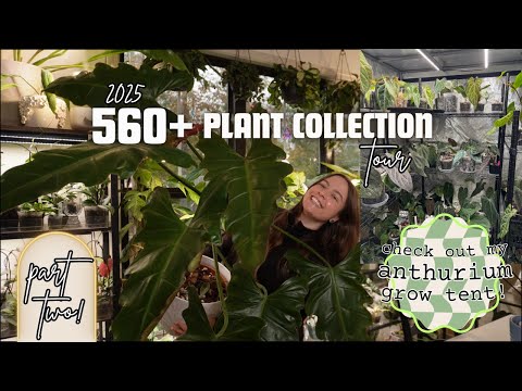 My entire 560 + houseplant collection (rare + common) |  2025 Plant Tour PT2