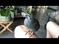 Pet California quail alarm call