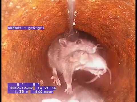 Buus Anlægsgartner - tv-inspektion