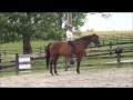 Tips For Riding Bareback