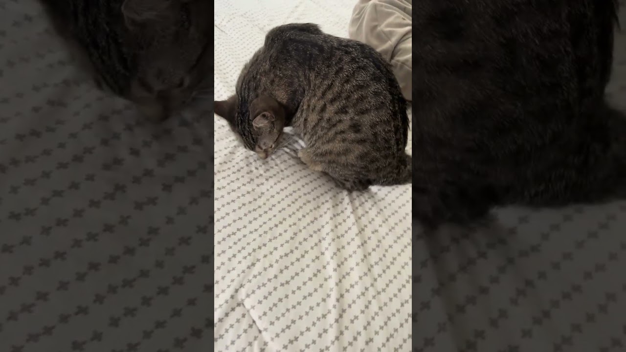 Enlarge Hazel C10352, a Adoptable Domestic Short Hair in Princeton, MN video 6/6