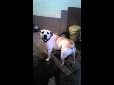 Boerbul attacks!