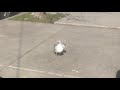 Seagull Eating French Fries