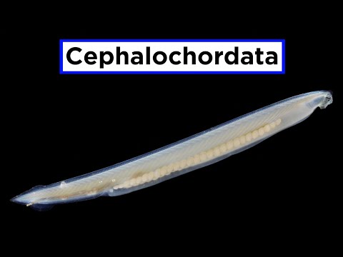 Invertebrate Chordates Part 1: Subphylum Cephalochordata (Lancelets)