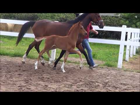 Hengstfohlen v. Floriscount - Quaterback *2018