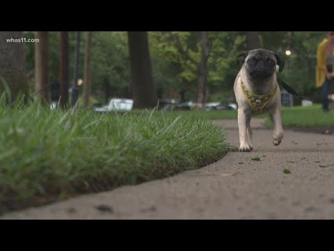 Kentucky Humane Society seeing increased interested in adoption during pandemic