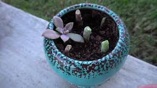 Propagating Succulents From Stems and Leaves