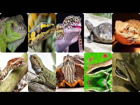 ジャングル探検家: 子供たちに最も人気のある爬虫類を発見!