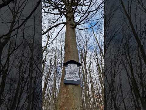 DIE LUTHERBUCHE ÜBER STOLBERG