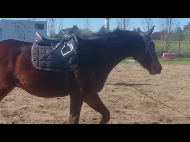 Castrone Anglo-Arabo In vendita 2022 Baio