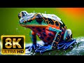 TINY ANIMALS - 8K (60FPS) ULTRA HD - WITH NATURE SOUNDS (COL ..