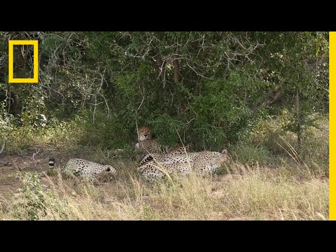 獵豹的棲息地｜國家地理雜誌 (A Place for Cheetahs | National Geographic)