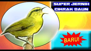 Download lagu SUARA CIKRAK DAUN GACOR BUAT MASTERAN SUPER JERNIH !!! mp3