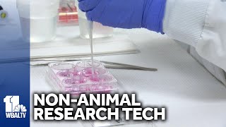 Lab uses alternative to animal testing for research