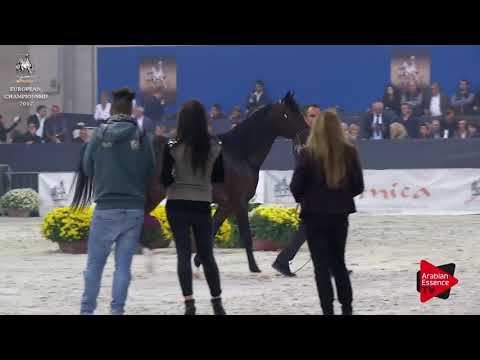 N.144 QS MARZIO - Verona 2017 - 2 Years Old Colts (Class 4)