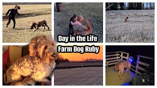DITL Goldendoodle Farm Dog Ruby