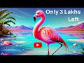 The Chilean Flamingo Less Than 300 000 Left
