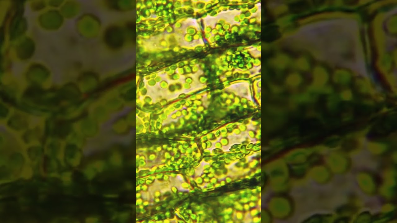 Exploring Quantum Biology | QG