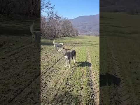 Ujku zbret i vetëm në Opojë, tre qen së bashku i frikësohen që t’i afrohen