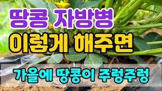 땅콩 꽃이피고 자방병이 생기기 시작하면 해야할일. 수확량 2배 3배 올릴수있는 방법이에요.