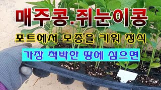 [텃밭농부 1,555]  매주콩과 쥐눈이콩. 모종 키워서 척박한 땅에 모종 정식.#매주통재배 #쥐눈이콩재배.