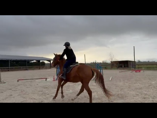 Jument selle fran&ccedil;ais 4 ans 