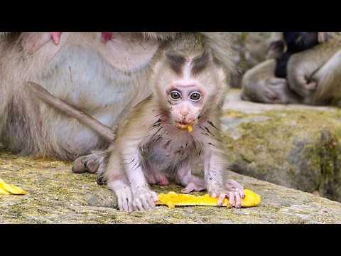 Calm wild life | Monkey baby Boris seems to be better days by days & HE loves mangos