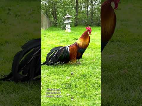 Phönix Hahn kräht! Rooster of the rare Phoenix chicken crowing - Phönix Hühner Farbschlag Goldhalsig