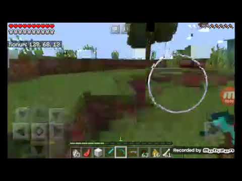 Köpekler elmas set giyiyor