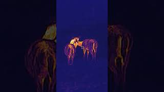 STARKE Rudel machen es nicht leicht! 🦌 Jagd auf Rot &amp; Muffelwild von  ⁨@copterpro10⁩